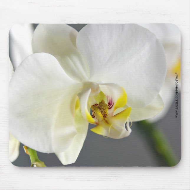 Weiße Orchideenblüte Mousepad (Vorne)