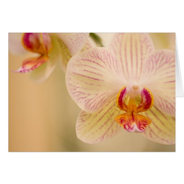 Weiße Orchideenkarten (Vorderseite (Horizontal))