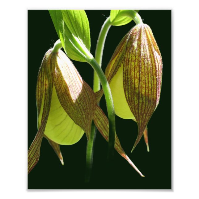 Weiße Orchideenlady Slipper Blume Pair 8x10 Fotodruck (Vorne)