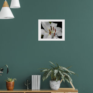 Weiße Orientalische Lilien-Blumen-Fotografie Poster