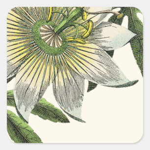 Weiße Passionsblume Botanisch Quadratischer Aufkleber
