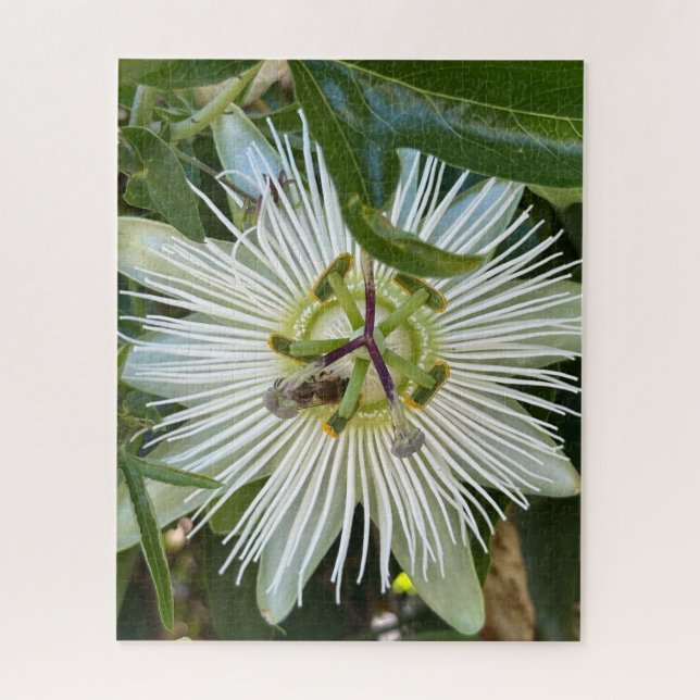 Weiße Passionsblume mit Biene, Oakland Puzzle (Vertikal)