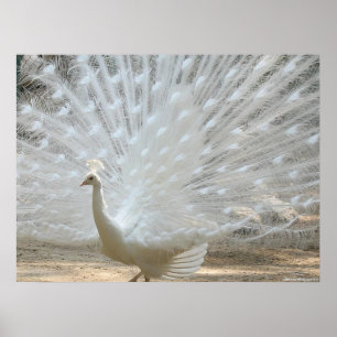 WEISSE PEACOCK POSTER