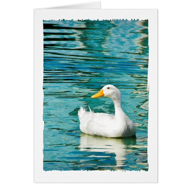 Weiße Pekin Ente - Natur Foto in Spiegelungen (Vorne)