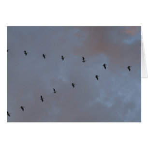 Weiße Pelikane im Flug