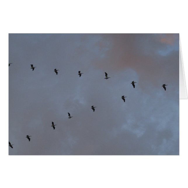 Weiße Pelikane im Flug (Vorderseite (Horizontal))