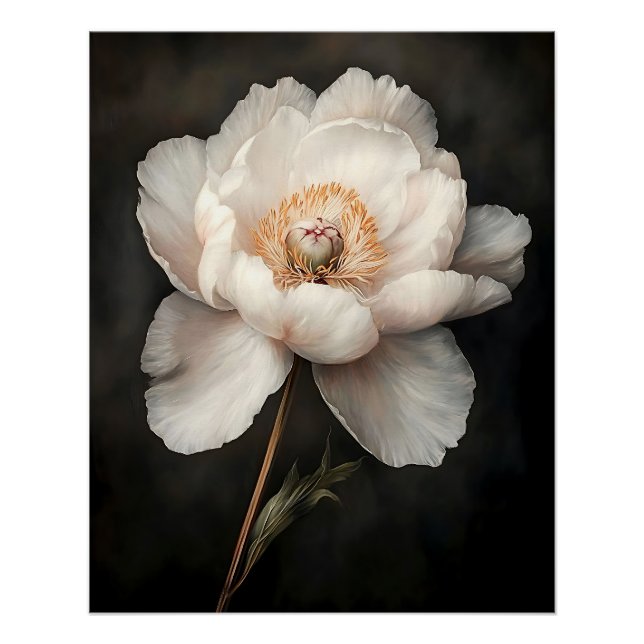 Weiße Peonie in blutbotanischer Malerei Poster (Vorderseite)