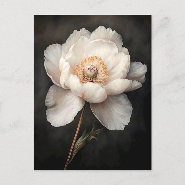 Weiße Peonie in blutbotanischer Malerei Postkarte (Vorderseite)