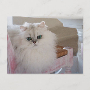 Weiße Perserkatze auf einem rosa Stuhl Postkarte