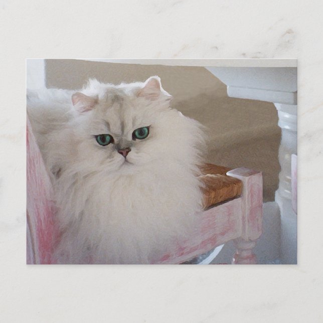 Weiße persische Katze auf rosa Stuhl Postkarte (Vorderseite)
