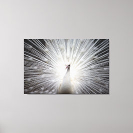 Weiße Pfaue auf Premium geflochtenen Canvas (Glanz Leinwanddruck