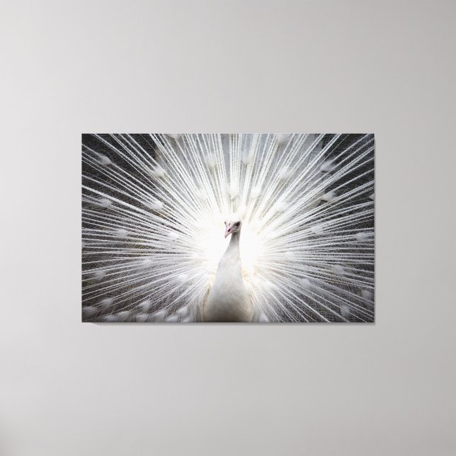 Weiße Pfaue auf Premium geflochtenen Canvas (Glanz Leinwanddruck (Vorderseite)