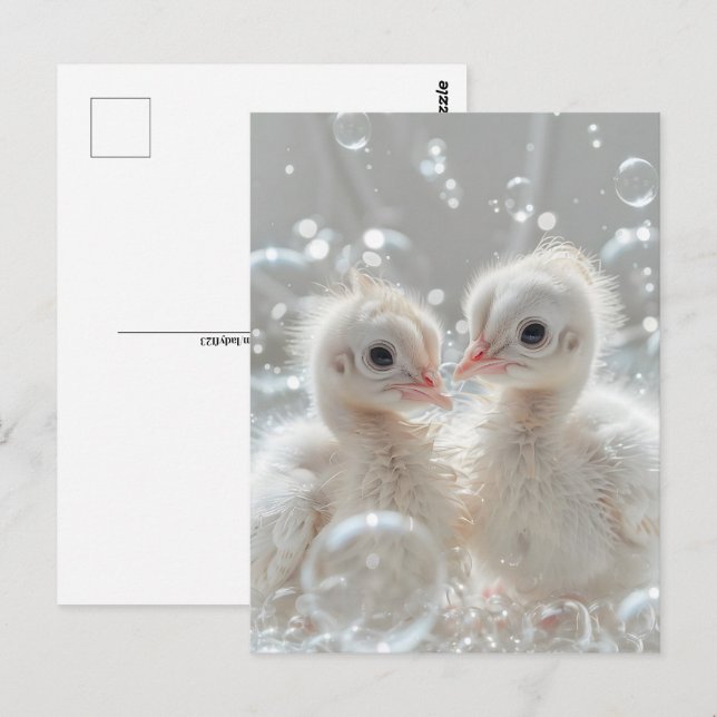 Weiße Pfauenbabys, Postkreuzung Postkarte (Vorne/Hinten)