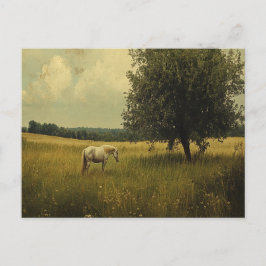 Weiße Pferde auf einem Feld Postkarte