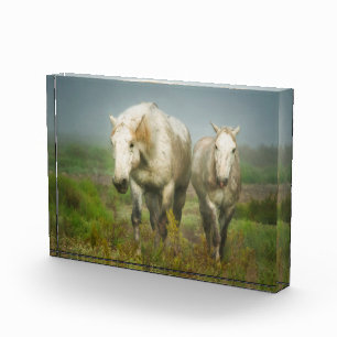Weiße Pferde der Camargue auf dem Feld Fotoblock