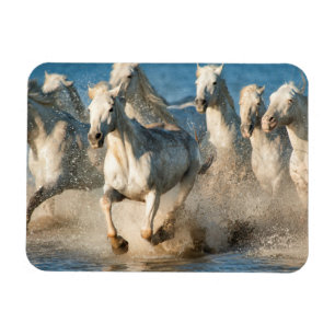 Weiße Pferde der Camargue, Frankreich Magnet