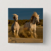 Weiße Pferde, die auf Strand | Camargue,