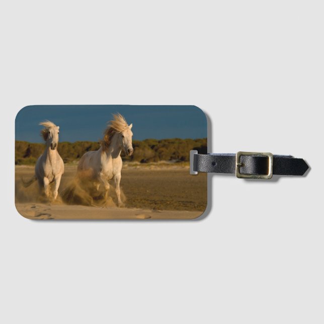 Weiße Pferde, die auf Strand | Camargue, Gepäckanhänger (Vorderseite (Horizontal))