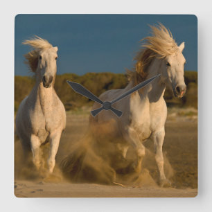 Weiße Pferde, die auf Strand Camargue, Quadratische Wanduhr