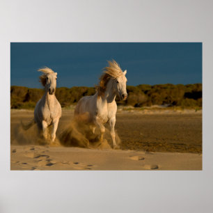 Weiße Pferde laufen am Strand   Camargue, Frankrei Poster