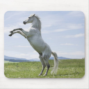 Weiße Pferde springen auf der Wiese Mousepad