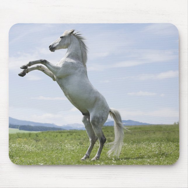 Weiße Pferde springen auf der Wiese Mousepad (Vorne)
