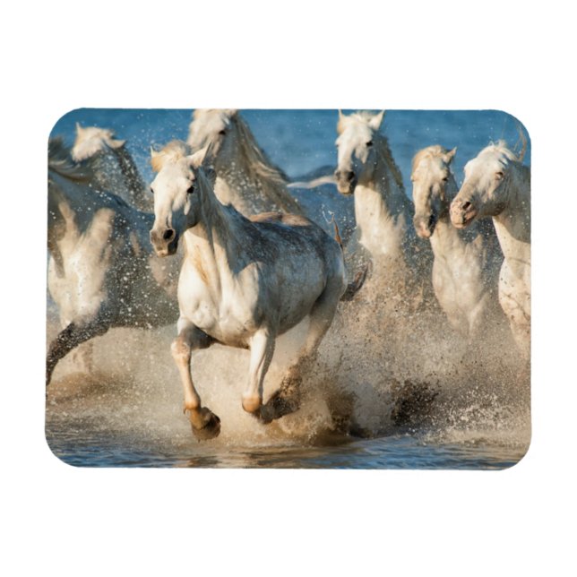 Weiße Pferde von Camargue, Frankreich Magnet (Horizontal)