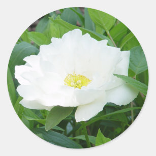 Weiße Pfingstrosen-Blumen-Aufkleber Runder Aufkleber