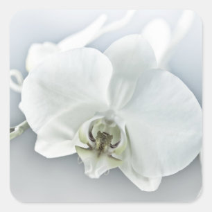 Weiße Phalaenopsis-Orchidee Quadratischer Aufkleber