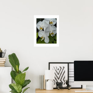 Weiße Phalaenopsis-Orchideen Blumen Poster