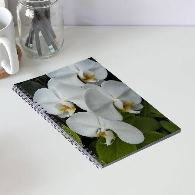 Weiße Phalaenopsis Orchius florale Notizblock (In Situ)