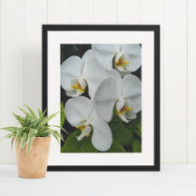 Weiße Phalaenopsis Orchius florale