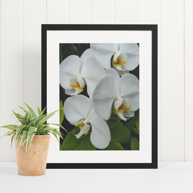 Weiße Phalaenopsis Orchius florale Poster (In Situ Framed)