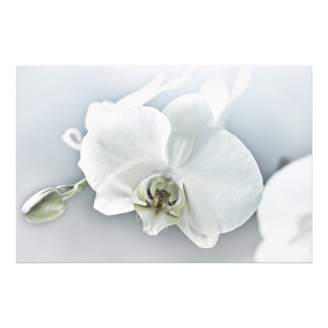 Weiße Phaleonopsis Orchid Fotodruck (Vorne)
