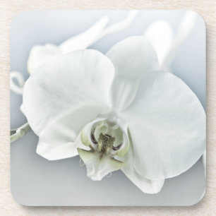 Weiße Phaleonopsis Orchid Getränkeuntersetzer