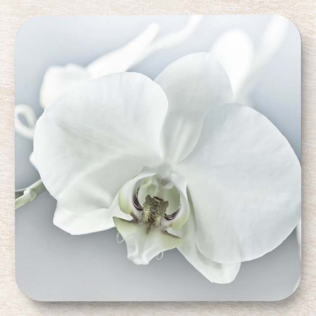 Weiße Phaleonopsis Orchid Getränkeuntersetzer (Vorderseite)
