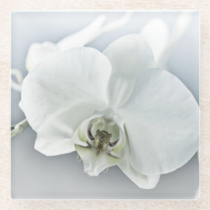 Weiße Phaleonopsis Orchid Glasuntersetzer