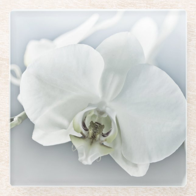 Weiße Phaleonopsis Orchid Glasuntersetzer (Vorderseite)
