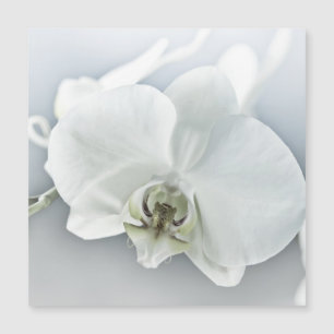Weiße Phaleonopsis Orchid Magnetkarte