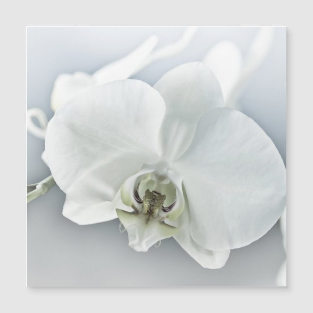 Weiße Phaleonopsis Orchid Magnetkarte (Vorderseite)