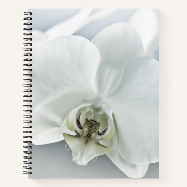Weiße Phaleonopsis Orchid Notizbuch (Vorderseite)