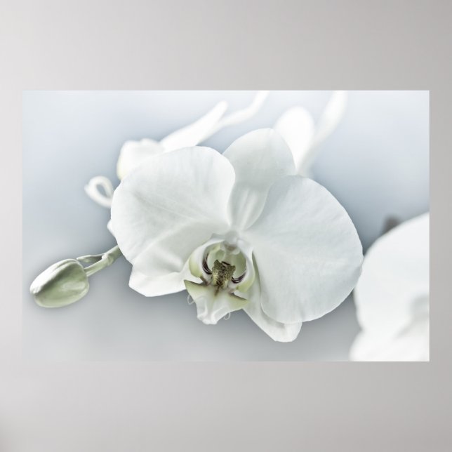 Weiße Phaleonopsis Orchid Poster (Vorne)