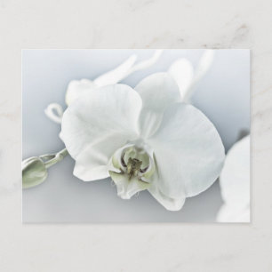 Weiße Phaleonopsis Orchid Postkarte