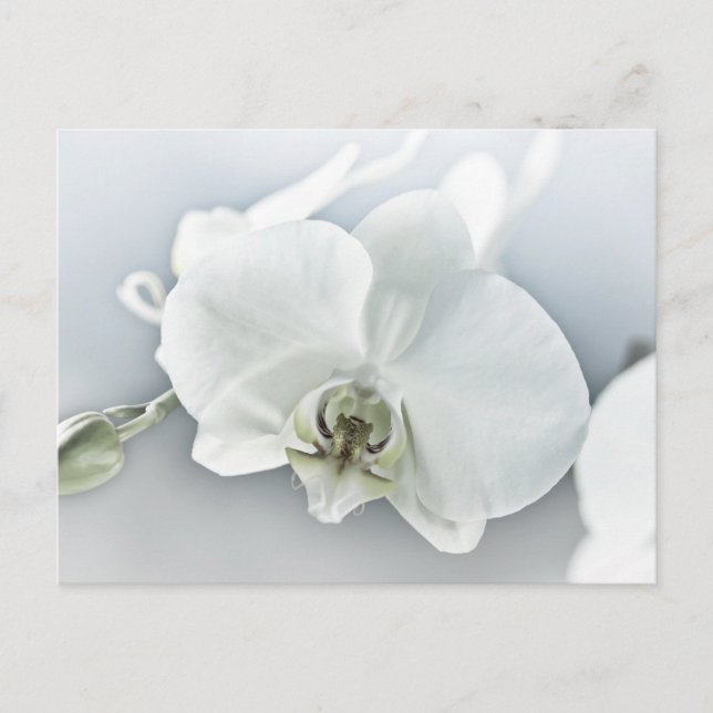 Weiße Phaleonopsis Orchid Postkarte (Vorderseite)