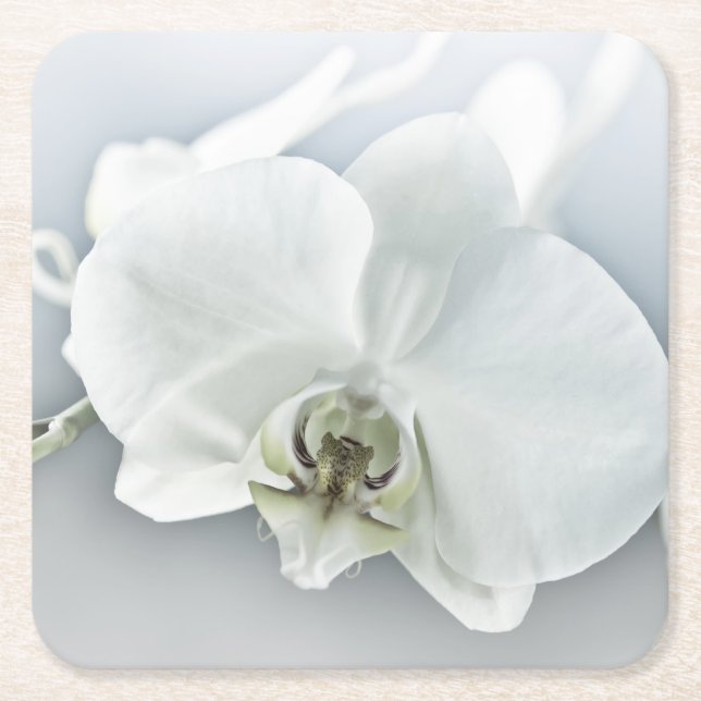 Weiße Phaleonopsis Orchid Rechteckiger Pappuntersetzer (Vorderseite)