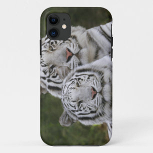 Weiße Phase, Bengal Tiger, Tigris iPhone 11 Hülle