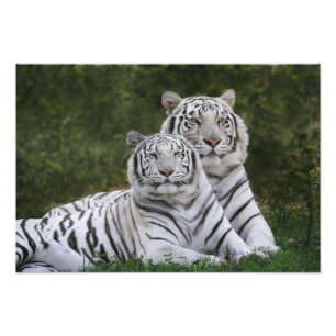 Weiße Phase, Bengal Tiger, Tigris Fotodruck