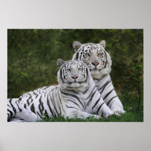Weiße Phase, Bengal Tiger, Tigris Poster