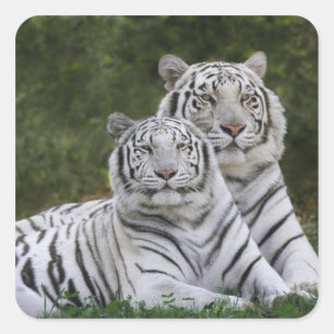 Weiße Phase, Bengal Tiger, Tigris Quadratischer Aufkleber