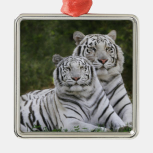 Weiße Phase, Bengal Tiger, Tigris Silbernes Ornament
